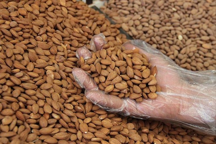 Kayısı çekirdeğinden 8 milyon dolarlık gelir