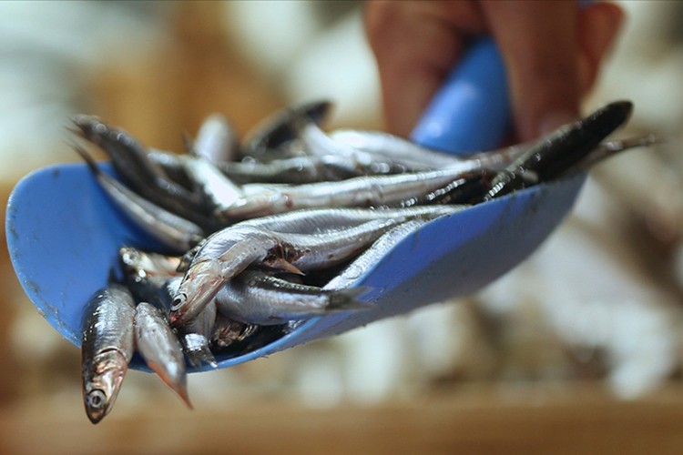 Hamsi kararı 28 Ocak'a kadar durduruldu