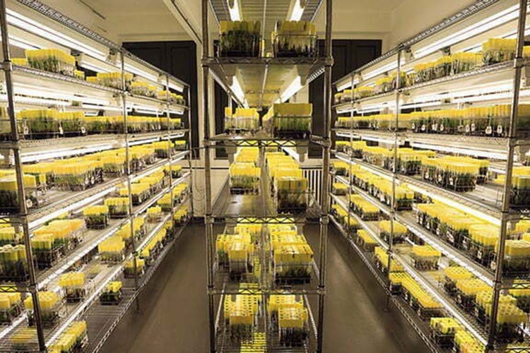 Toplam 122 bin 750 tohum örneği gen bankalarında korunuyor