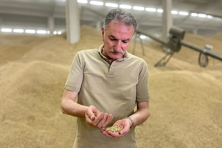 TMO tarihinin en yüksek alım dönemini yaşıyor