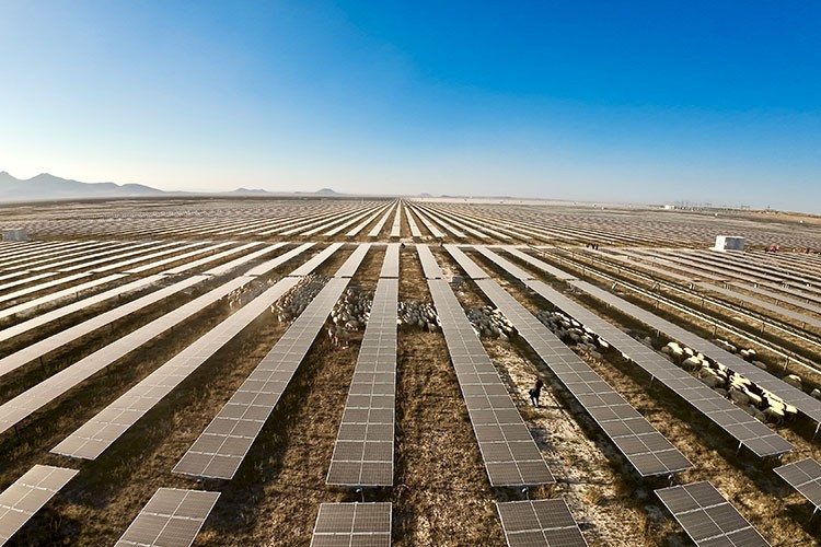 Avrupa'nın en büyük güneş enerji santrali küçükbaş için otlatmaya açıldı