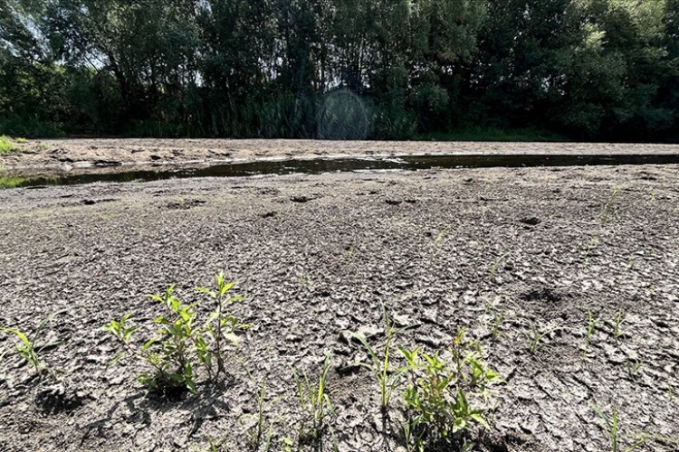 Tunca Nehri'nin debisinin düşmesi çeltik üreticilerini olumsuz etkiliyor