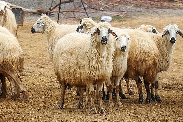 Kurban Bayramı'nda 3 milyon 330 bin hayvan kesildi