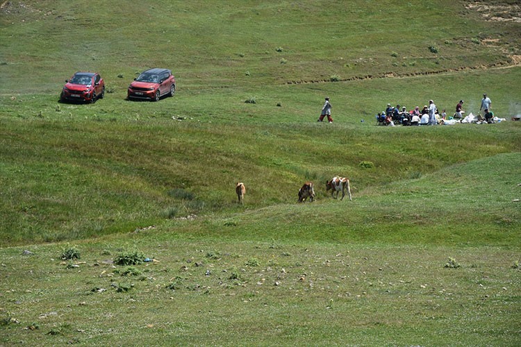 "Taşköprü Yaylası" doğaseverlerin uğrak noktası