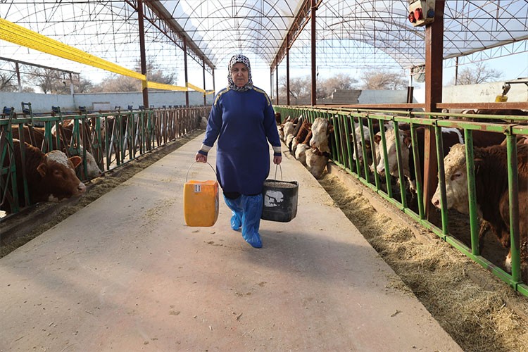 Bir inekle başladı, çiftliğindeki hayvan sayısını 780'e çıkarttı