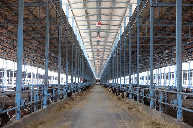 Çiftliğinde hem et hem enerji üretiliyor