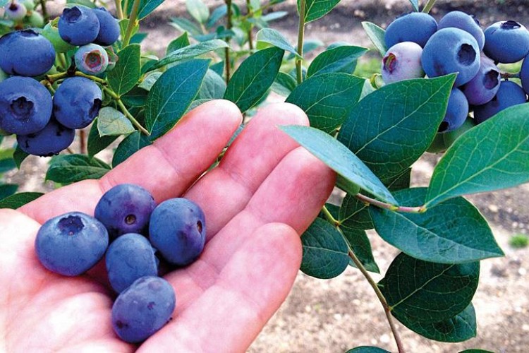 Mavi yemişe talep artıyor