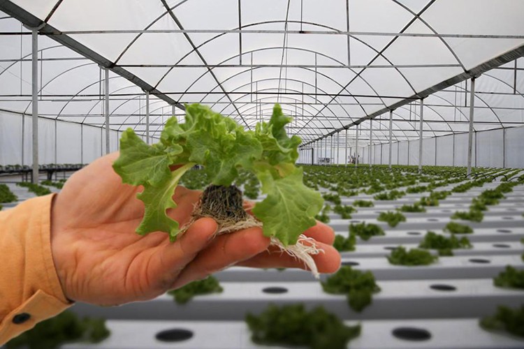 Hazine arazisinde kapalı üretimde askı listeleri açıklandı