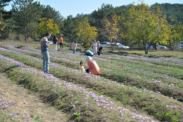 "5. Safran Festivali"nde safran hasadı yapıldı