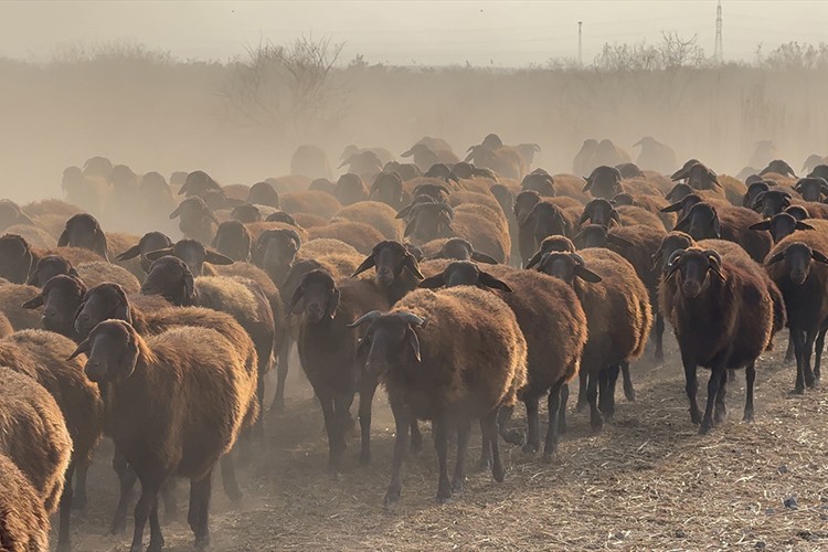 Morkaraman ırkı damızlık koyun yetiştiriliyor