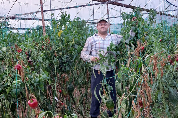 Antalya'da seralardaki "Kaliforniya" cinsi biberin hasadı tamamlandı