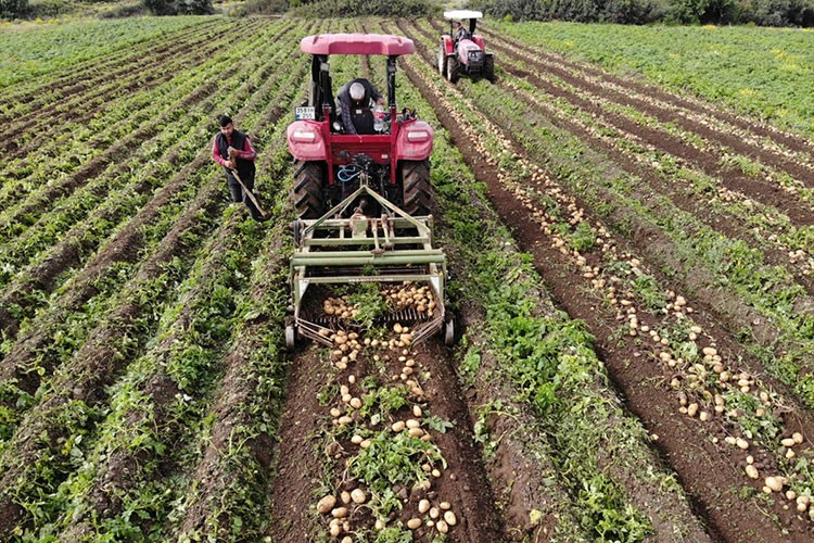 Datça'da turfanda patates hasadı yapılıyor