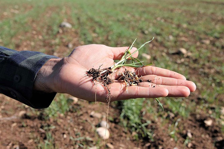 Verim kaybı yaşayan çiftçiye 30 TL ile 100 TL destek