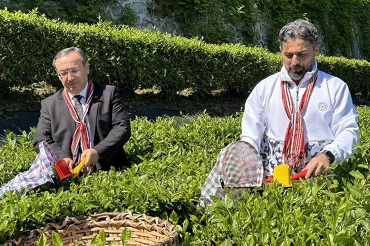 ÇAYKUR, 2024 yılı kampanyasının ilk haftasında 14 bin ton yaş çay aldı