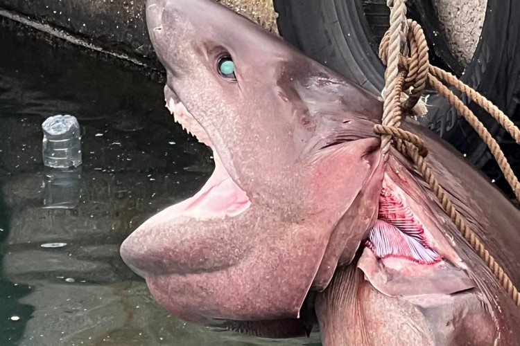 Mersin'de ölü "altı solungaçlı köpek balığı" kıyıya vurdu