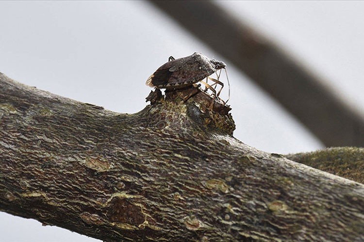 Sakarya'da kahverengi kokarcaya karşı ilaçlama yapılacak