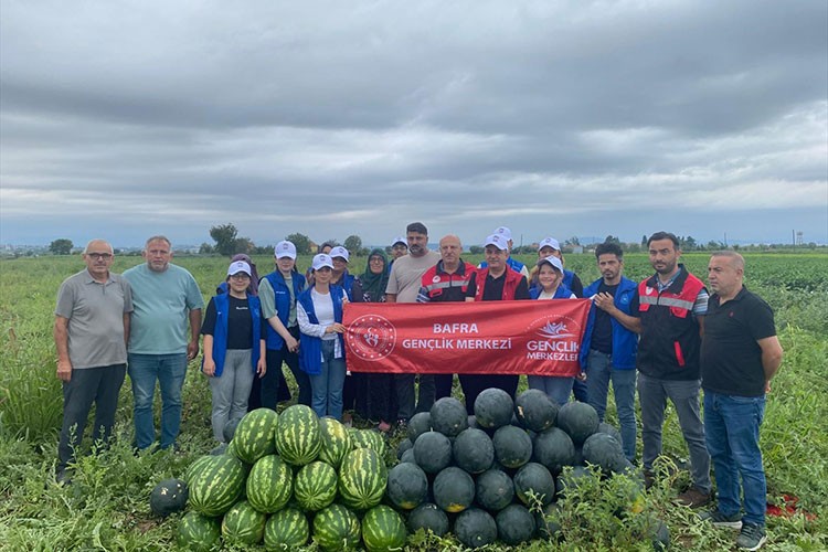 Genç gönüllüler tarlada karpuz hasadına destek verdi