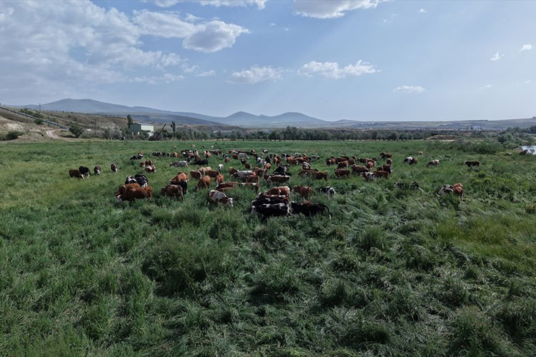Mera vasfı kazandırılan arazilerde büyükbaş hayvanlar otlatılıyor