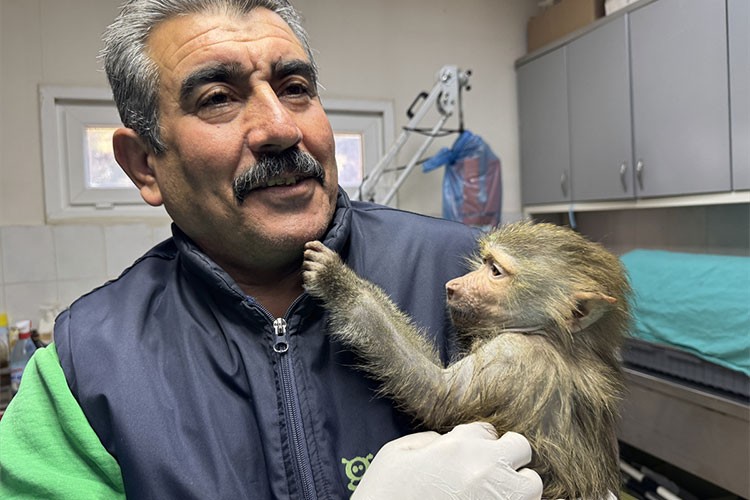 Elazığ'da yolda bulunan yavru babun Gaziantep'e getirildi