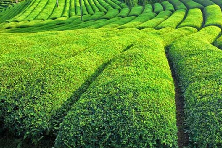 13 milyon dolar gelir...