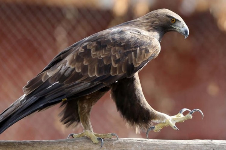 Yırtıcı kuşların yuvası oldu