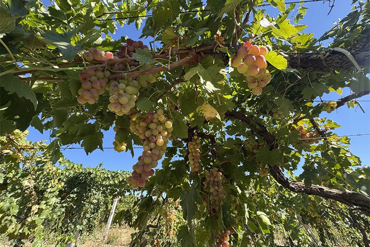 Denizli'nin üzüm diyarı Avşar'da antik miras yaşatılıyor