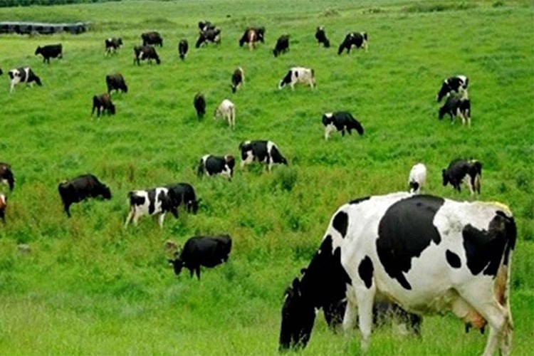 "Hayvancılık Yol Haritası"nın etkilerinin gelecek yıl görülmesi bekleniyor