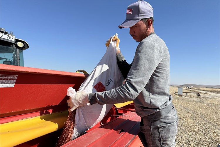 Ata tohumu buğday toprakla buluştu