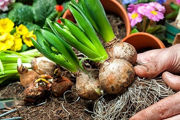 İhracatı yasak ve kotaya tabi doğal çiçek soğanları belirlendi