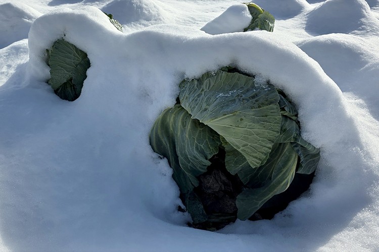 Eskipazar lahanasında 1250 ton rekolte bekleniyor