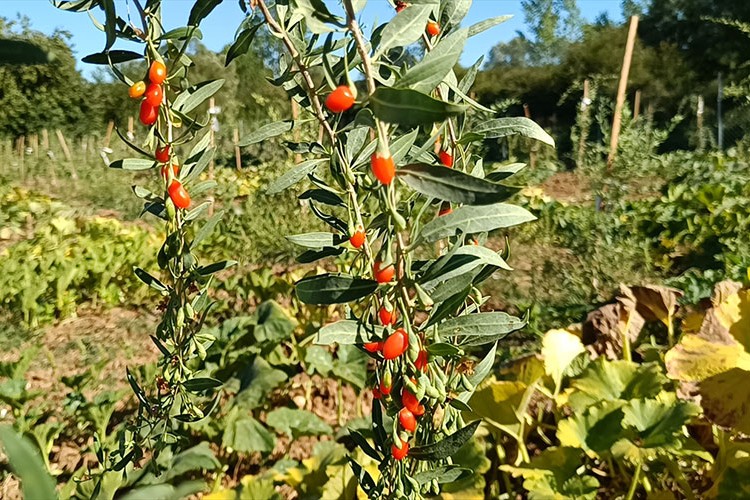 "Goji berry" fidanları ilk meyvelerini verdi