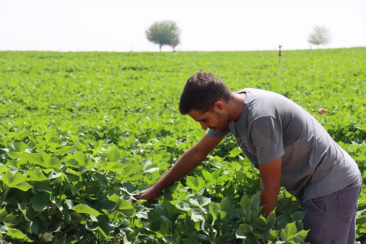Şanlıurfa'da kavurucu sıcaklar pamuğa yaradı