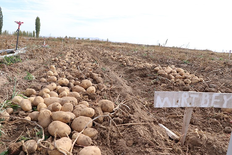 "Tarla günü" etkinliğinde 6 yerli patates çeşidi tanıtıldı