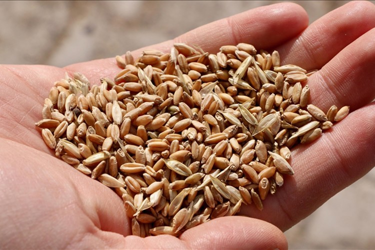 Kayıt dışı tohumluk satışlarına karşı üreticilere ödül sistemi önerisi