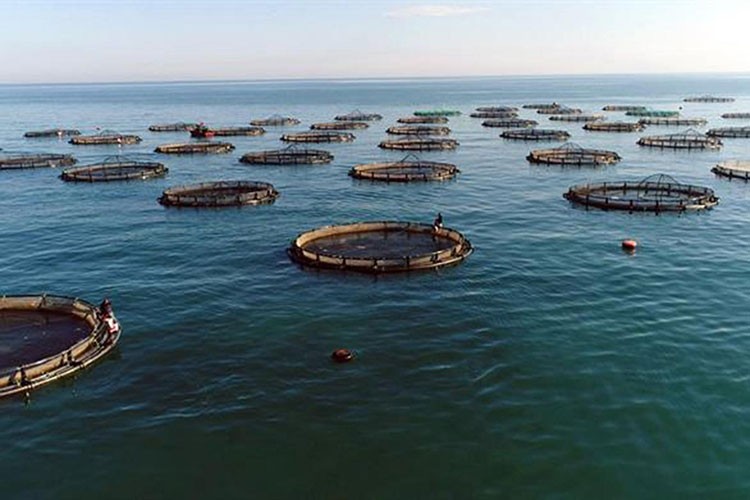 Su ürünleri kanununda değişiklik