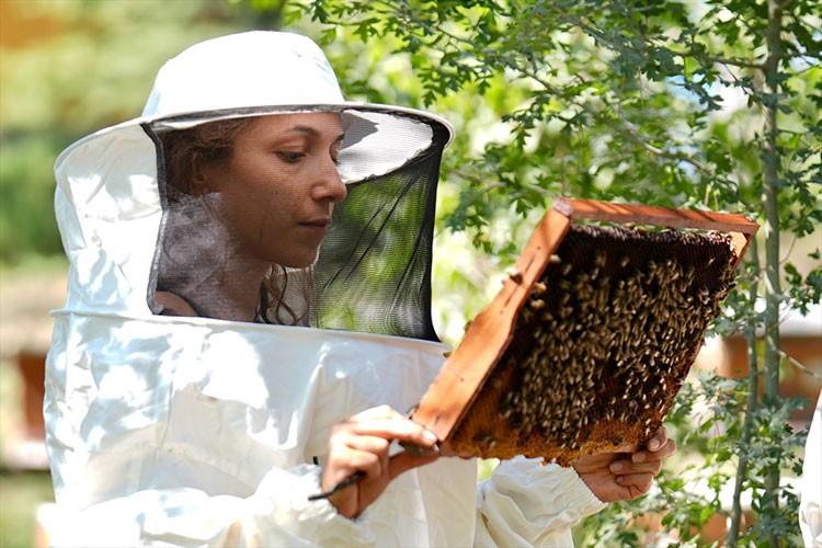 İklimsel değişimler kestane balında verimi düşürdü