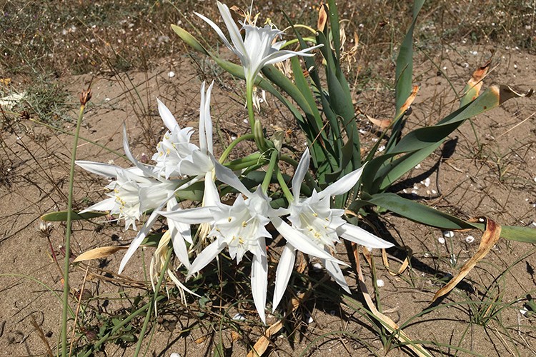 Kum zambakları doğaya dönüyor
