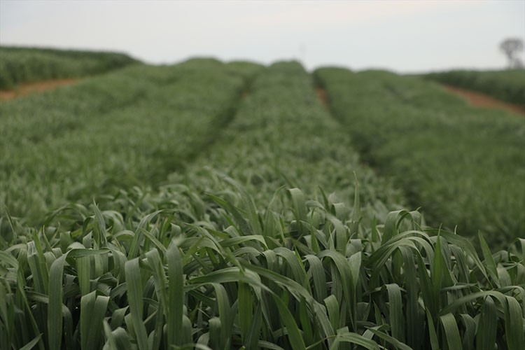 Tekirdağ'da yerli buğday çeşidi "NKÜ Paşaeli" tescillendi