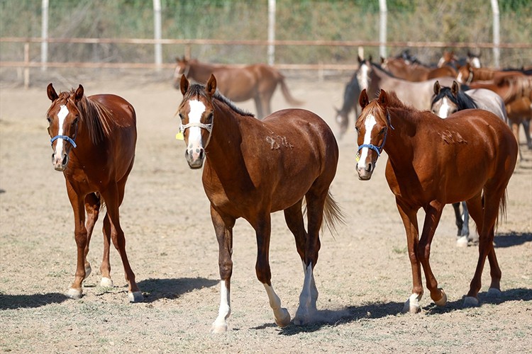 Arap taylarının satışından 210 milyon lira gelir sağlandı