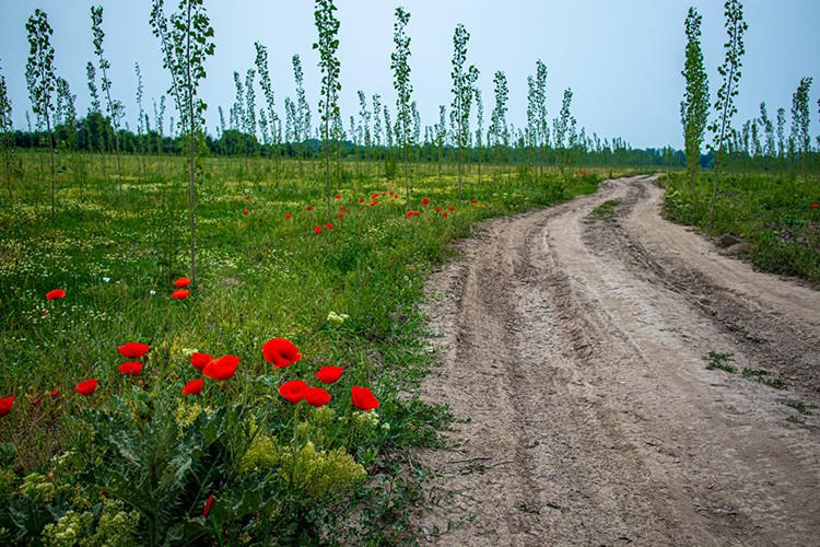 Kendi hammaddeni kendin üret