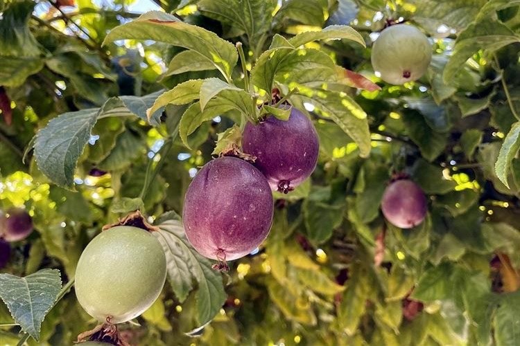 Tropikal meyve çarkıfelekte üretim alanı 50 dekarı geçti