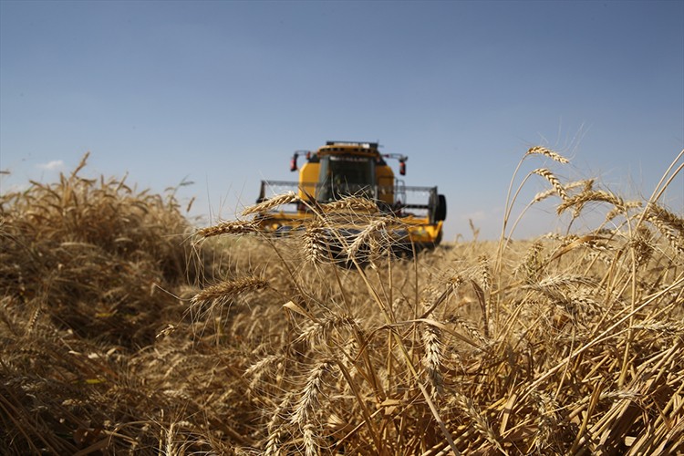 Mardin'de buğday  hasadı bereketli başladı