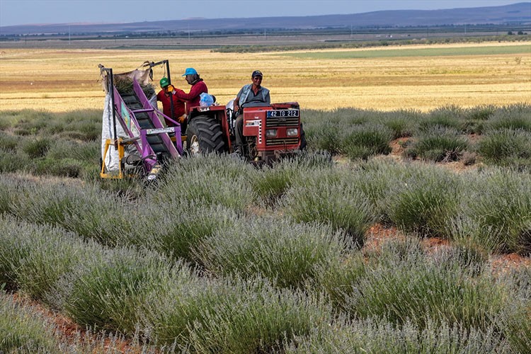 Kıraç arazileri değerlendiren çiftçilerin yüzü lavantayla güldü