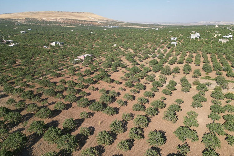 Türkiye üretimde lider ülke durumunda