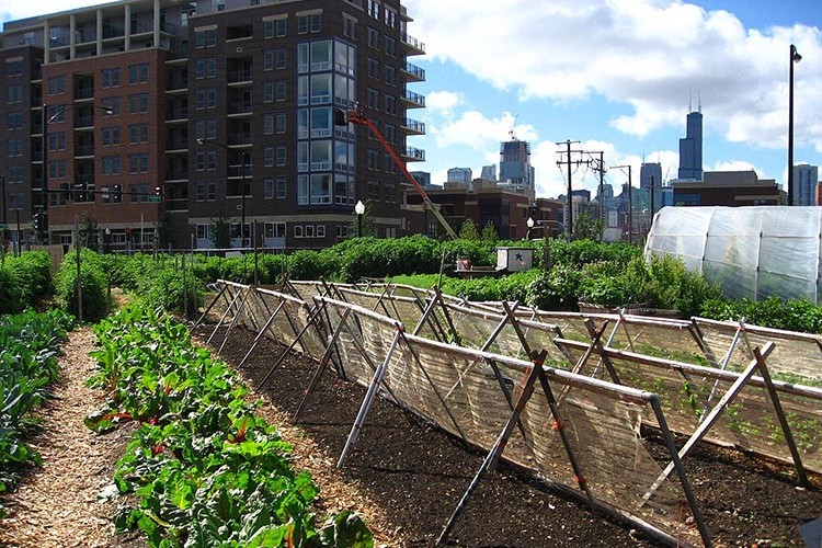 Tarımda "kent tarımı" modeli hayata geçirilecek