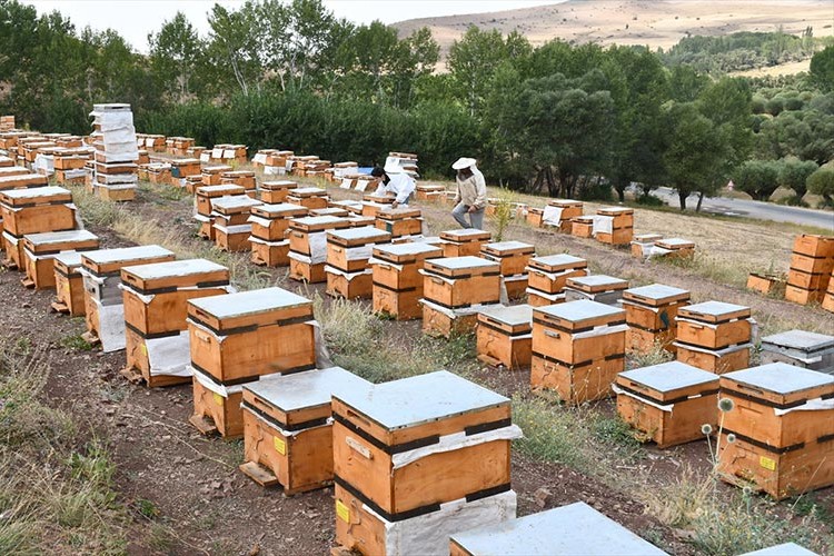 Bal üreticisi rekolte beklentisini 10 tona çıkardı