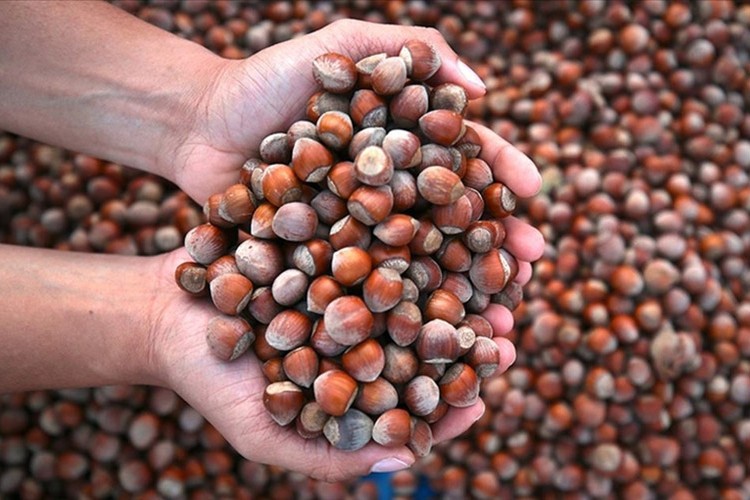 Türk fındığı geçen sezon 124 ülkede alıcı buldu