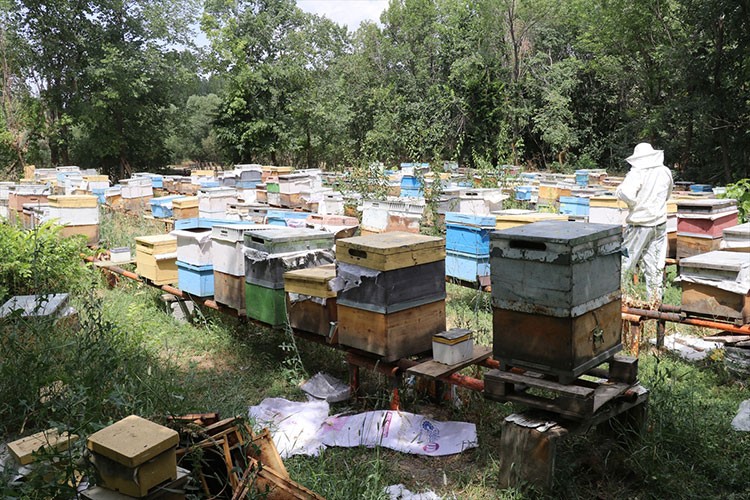 Ağrılı arıcılar tescilli "geven balı" hasadında