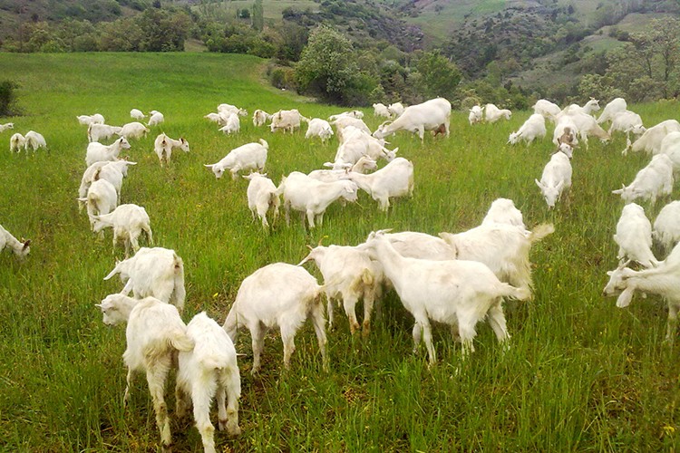 Hayvan sayısında artış