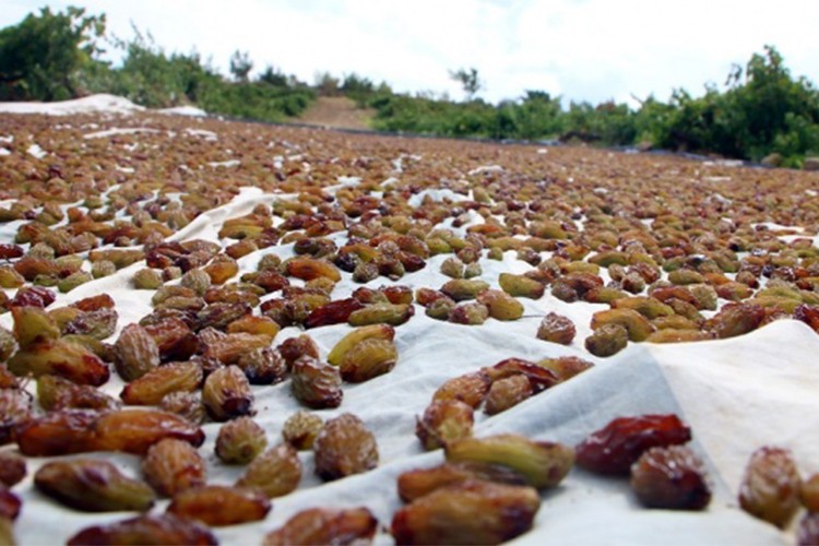 En fazla hasar ödemesi kurutmalık üzüme yapıldı